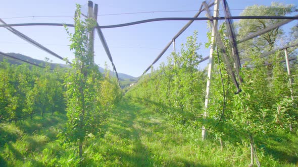 Long Aisles Stretch Between Rows of Apple Trees in Orchard