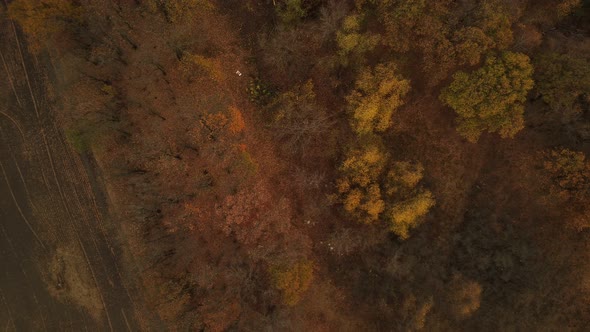 Aerial View of Trees in Autumn Season