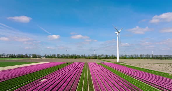 Row of Pink tulips and a wind turbine in Flevoland The Netherlands, Aerial view.