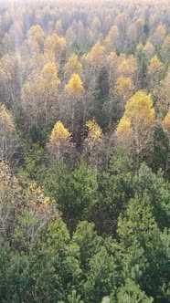 Vertical Video of a Beautiful Forest in the Afternoon Aerial View