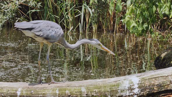 a gray heron chasing fish on a river bank