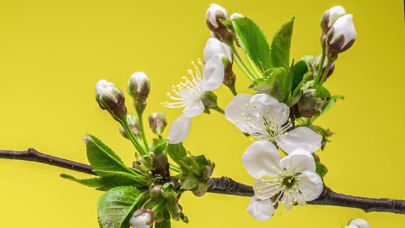 Blossoming Apple-tree Time Lapse on Yellow Background