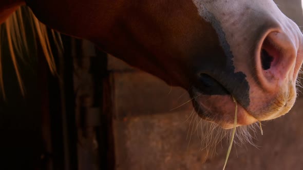 Close-up of horse grazing