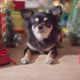 black color fur chihuahua dog smile and joyful with christmas tree decorating - VideoHive Item for Sale