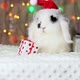 Small black and white rabbit in a New Year's cap. New Year's decorations. - VideoHive Item for Sale