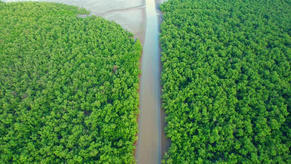 Aerial view over green mangrove forest. nature tropical rainforest