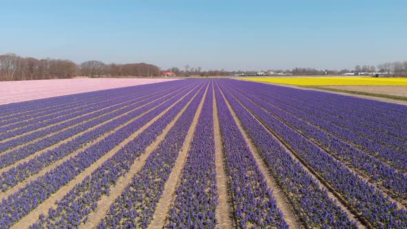 Colorful Hyacinth Flowers Blooming On The Field In Holland. Hyacinthus Orientalis In Duin- en Bollen