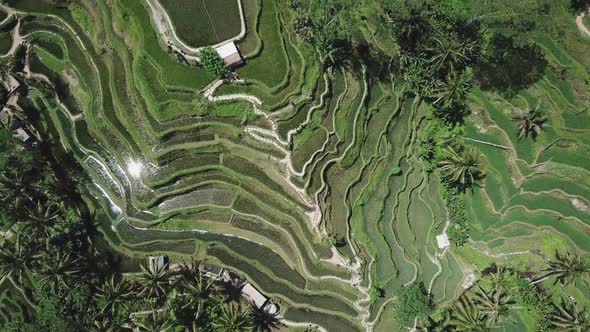 Asian rice field terrace on mountain side, lush agriculture land. Rice is the staple food of Asia an