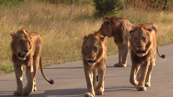 Male lions walk together on concrete road in sunlight in South Africa