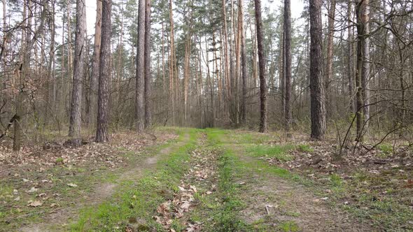 Road in the Forest During the Day Slow Motion