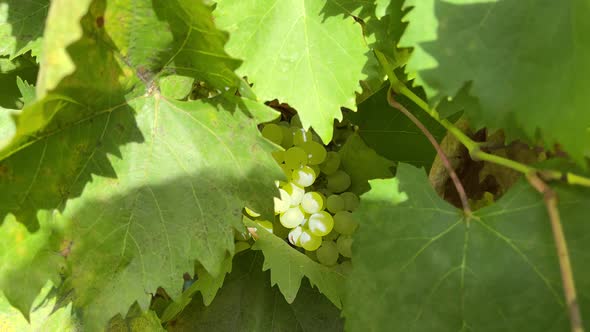 Kishmish Grapes Grapes with Green Leaves