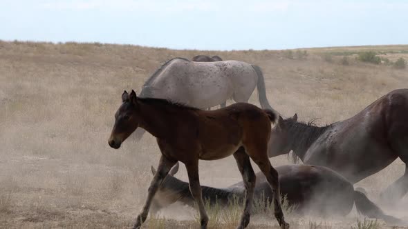 Wild horse rolling in the dirt and shaking off the dust