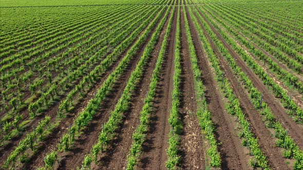 Aerial view over a vineyards