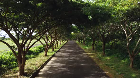 Beautiful Trees Alley Along the Road