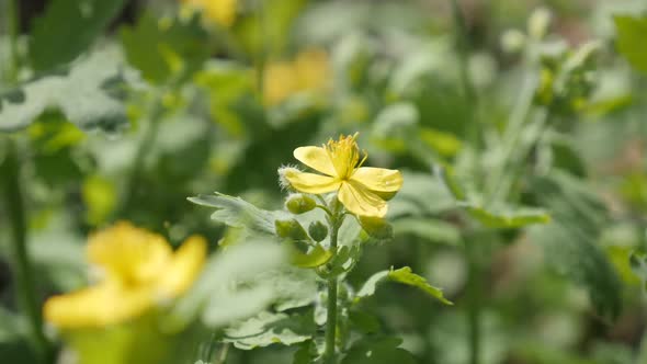 Herbaceous flower greater celandine close-up shallow DOF 1080p FullHD footage - Slow motion yellow p