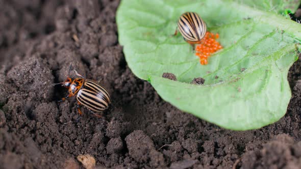 Vital Activity of Colorado Potato Beetles Closeup
