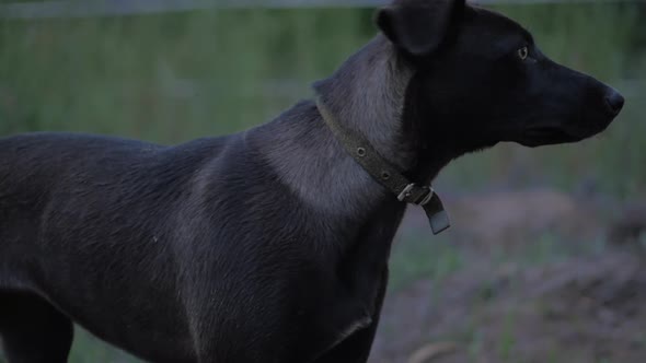 Close-up Portrait of a Stray Dog Looking Into the Distance. The Dog Stands in the Grass, Looks