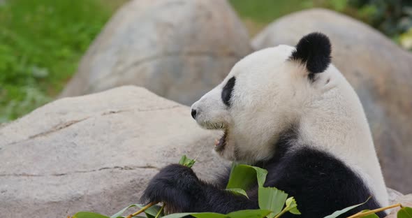 Panda eat bamboo at zoo park