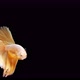 Siamese fighting fish (Betta splendens) - VideoHive Item for Sale