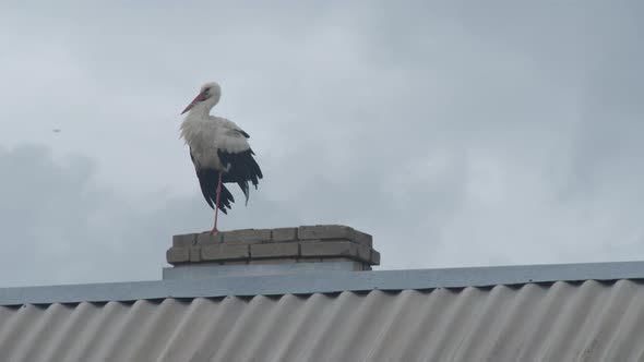 Crane Family on the Roof