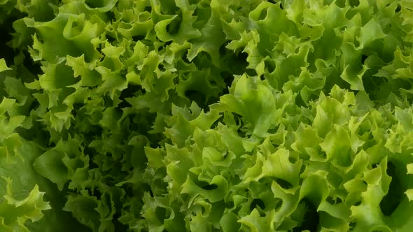 fresh green lettuce leaves