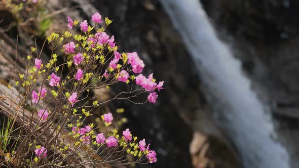 Flowers and Waterfall in Seoraksan National Park, South Korea