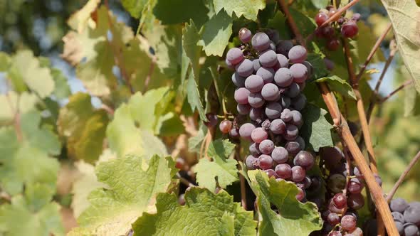 Seasonal Vitis vinifera fruit  slow motion 1920X1080 HD footage - Purple common grape vine close-up 