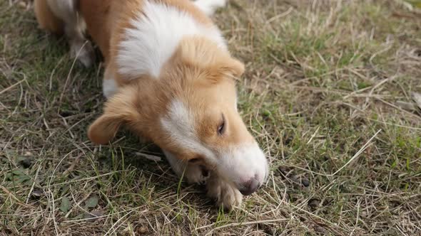 Slow motion domesticated canine mammal Canis lupus familiaris eating bones 1920X1080 HD footage - Yo