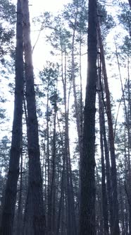 Vertical Video of the Pine Forest in the Afternoon