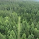 Aerial view of road in the forest, 4k drone. - VideoHive Item for Sale