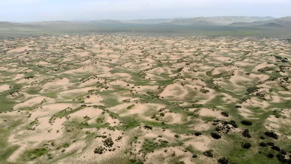 Desert Plants on Sand in Semi-Desert Dunes