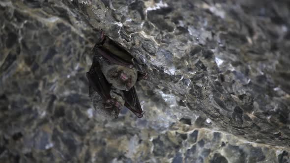 Two Bats hanging in a cave