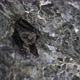 Two Bats hanging in a cave - VideoHive Item for Sale