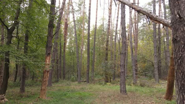 Forest with Trees in the Fall During the Day