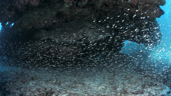 A large fish swims under a coral reef structure while covered in a school of shimmering fish. Close-