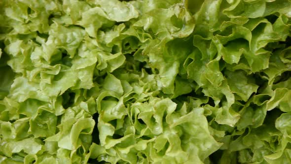 Leaves Of Green Salad