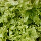 Leaves Of Green Salad - VideoHive Item for Sale