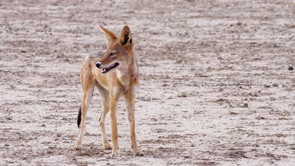 Skinny Black-backed Jackal Standing On The Field And Looking In The Distance In Kalahari Desert, Afr