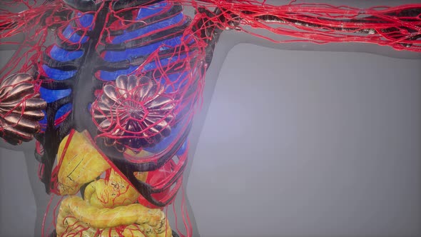 Human Body Model Illustration