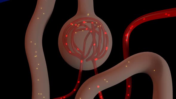 Function Of Nephron In Kidney