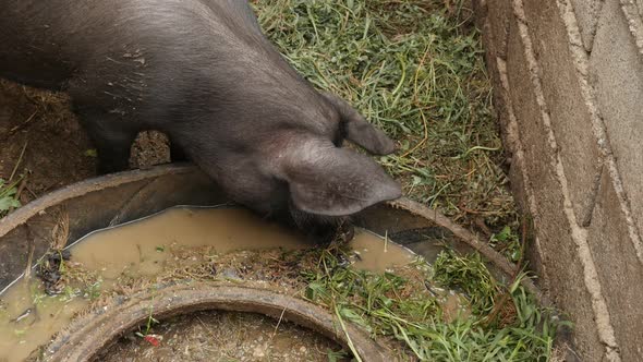 Domestic animal from the genus Sus  slow motion 1920X1080 HD footage - Black pig in the barn slow-mo