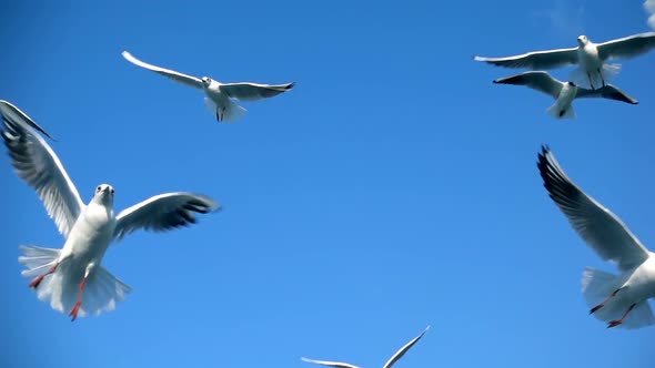 Bird Animal Seagulls Flying on Clear Blue Sky