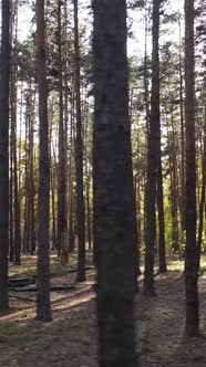 Vertical Video Trees in the Autumn Forest in the Afternoon