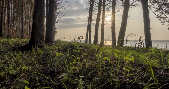 Wild Forest Lake Timelapse at the Summer Time