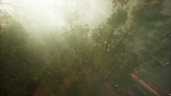 Drone Breaking Through the Fog To Show Redwood and Pine Tree alt