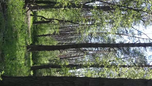 Vertical Video of Green Forest During the Day