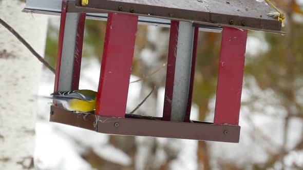 Bird Feeder in the Park