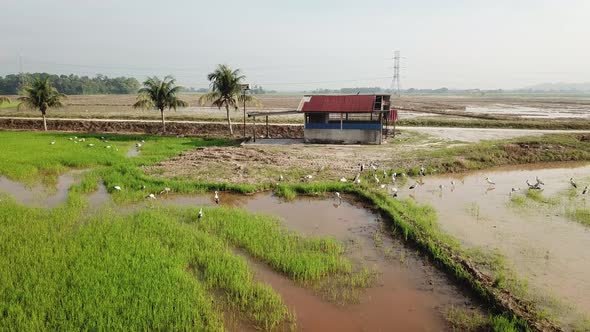 Aerial view of Asian openbill search for food in front of small hut at Malaysia