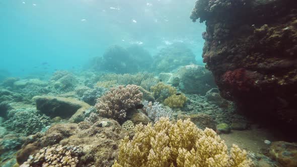 Stunning Underwater View of Marine Species Biodiversity.