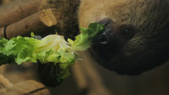 Close-up of a sloth eatin lettuce, brazil